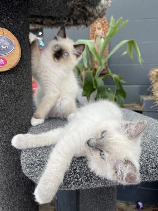 Stupendi gattini Ragdoll